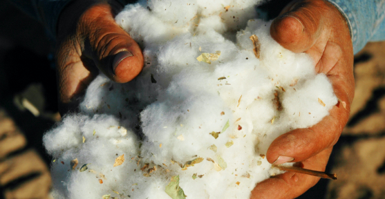 Cotton